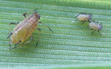 Beware of early aphid risk