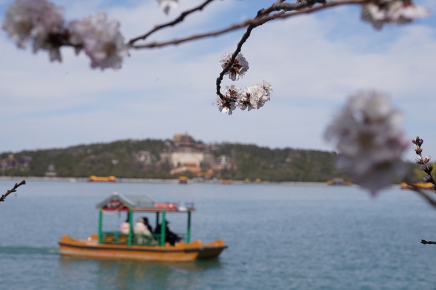 (EcoChina)CHINA-BEIJING-SPRING-BLOSSOMS(CN)