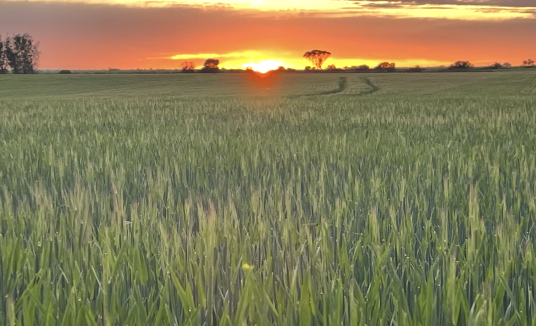 Overnight heat could be impacting wheat yields, according to a new study.