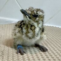 National Avian Research Centre hatches first Asian houbara chick of 2025-2026 season through artificial incubation