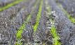 Burning pulse stubble leads to losses