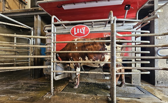 Grazing Normande cows in a robotic milking system