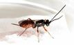 Wasp could wipe out destructive larvae