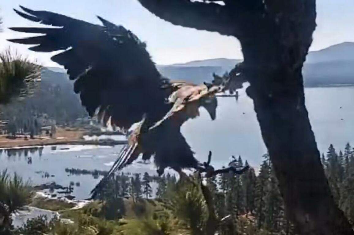 See Gizmo fly! Second Big Bear eaglet has flown the nest