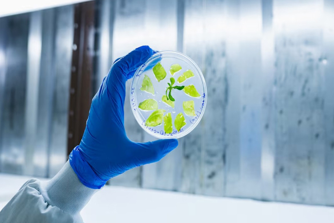 Israel's PlantArcBio wins US, South Korea patents for crop gene-editing platform