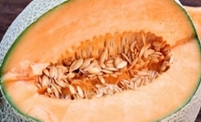 Salmonella risk, stay away from rockmelon: FSANZ