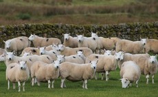 SHEEP SPECIAL: ż urged to test for enzootic abortion of ewes