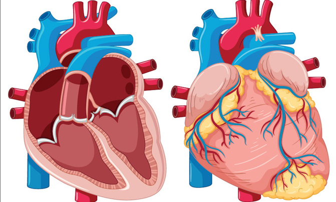 Keep your heart healthy, it's a treasure Keep your heart healthy, it's a treasure