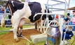 Confidence growing in Qld dairy