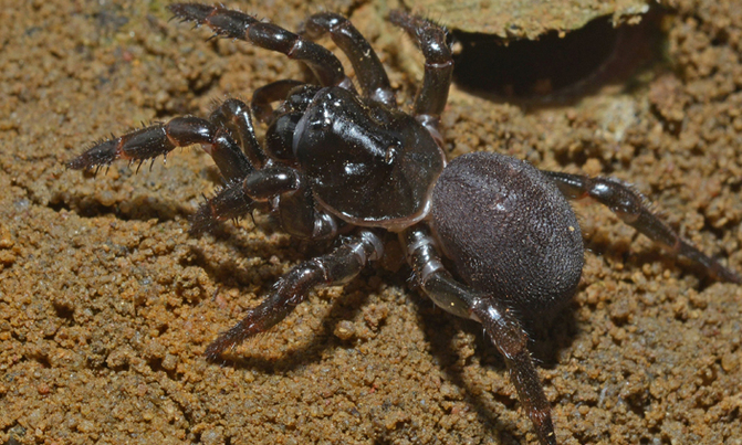 Idle spiders' epic sea journey from Africa to Australia Idle spiders' epic sea journey from Africa to Australia