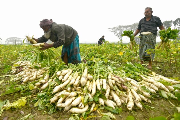 Asia Album: Bangladeshi farmers busy harvesting winter vegetables