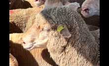  Sheep and goat eID will be compulsory in NSW from January 2025. Picture courtesy NSW DPI.