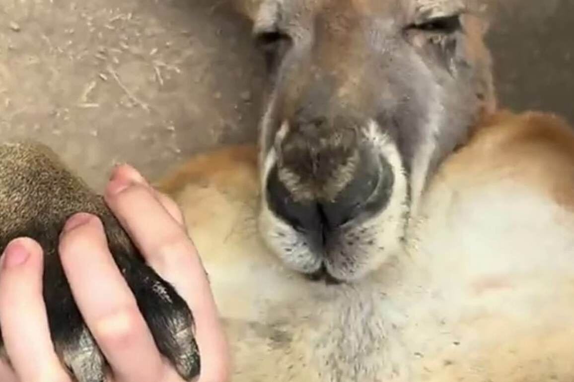 Bizarre video of kangaroo inside a Chinese zoo rings alarm bells