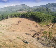 How (and why) to develop a credible deforestation policy in 2024