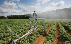 Rapid potato senescence could dent yields