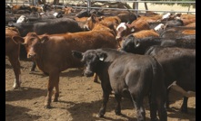  The EYCI and Feeder Steer Indicators both hit new records this week.