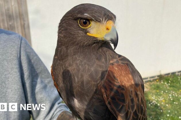Flamstead hawk finally captured after terrorising village