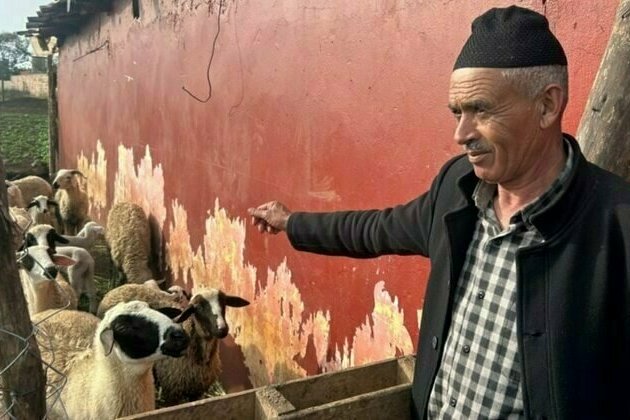 Morocco urges people to not buy sheep for Eid al-Adha celebrations