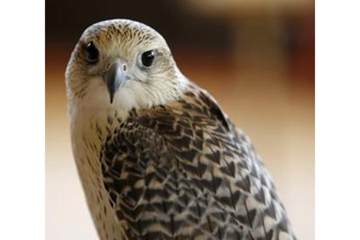 Kuwait to host inaugural Emirates Falcons International Cup
