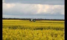  Sclerotinia in canola and lupins are high on the watchlist for WA grain growers.