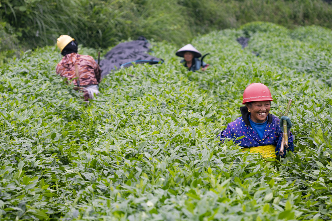 Vlog | Made Here: Matcha goes global from this mountainous county