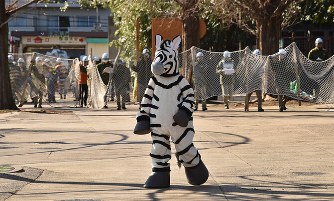 Runaway zebra dies after police chase Runaway zebra dies after police chase
