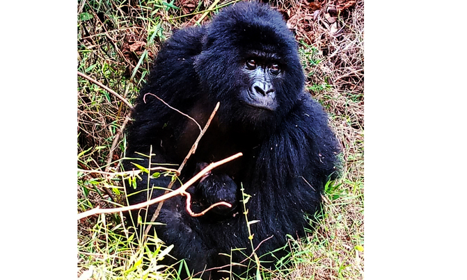 Gorilla baby boom continues to Mgahinga Gorilla baby boom continues to Mgahinga