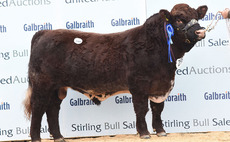 STIRLING BULL SALES: High of 7,200gns for Shorthorn bulls