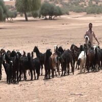 "Modi ji, give them a strong reply, we are with you": Rajasthan goatherd voices support for Centre's action against Pahalgam attack terrorists