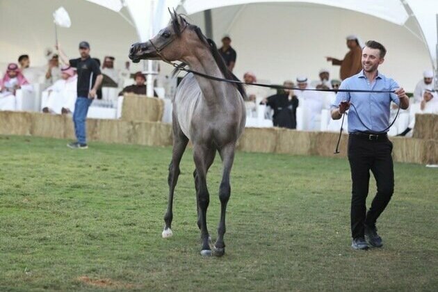 Dubai Arabian Horse Stud Auction generates AED 5.5 million in sales