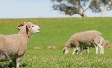 Stocktake of sowing time for crop grazing systems