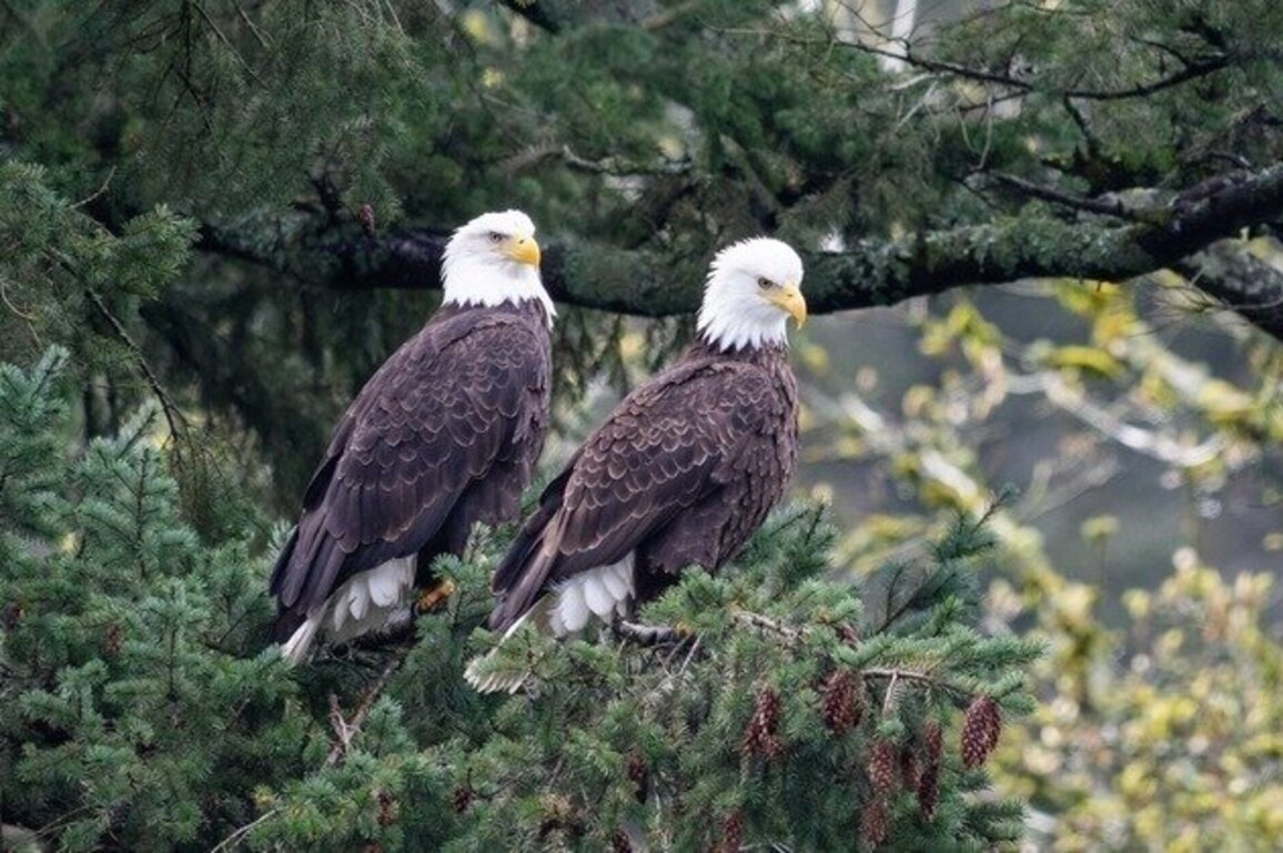Oregon increases lodging tax to fund wildlife conservation programs 