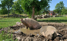 Managing heat stress in pigs as warm weather continues  