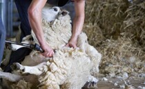 Farmers urged to shear their sheep, despite bluetongue fears