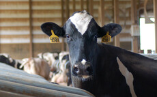 Antimicrobial use across UK's dairy farms continues to fall  