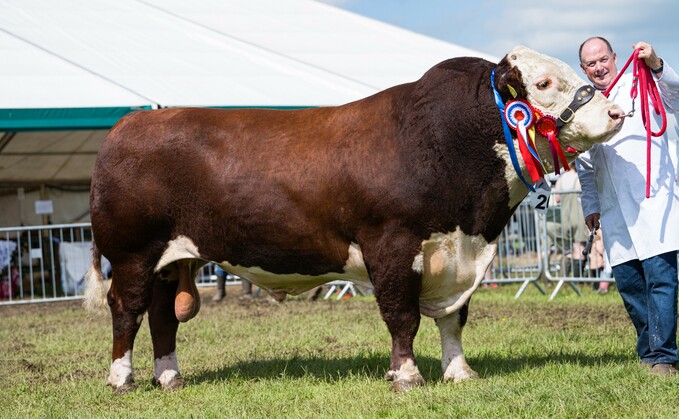 Hereford, native and inter-breed beef champion, Moralee 1 Rebel Kicks Ks R12, from Thomas and Diane Harrison, Stocksfield. 