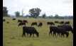  With an increase in yardings, cattle indicator prices have taken a hit.
