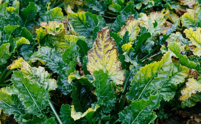 Persistent wet weather poses a risk to this season's sugar beet crop