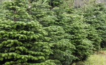Top tips for happy Christmas trees