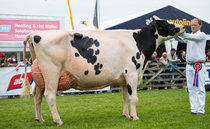 BALMORAL SHOW 2024: Holstein leads dairy classes 