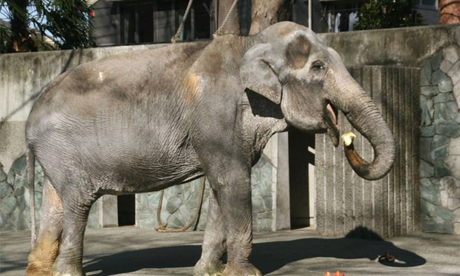 Most beloved elephant in Japan' dies, aged 69 Most beloved elephant in Japan' dies, aged 69