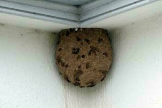 Successful removal of first Asian Hornet nest in Northern Ireland