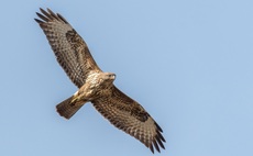 Former gamekeeper sentenced after killing protected bird of prey with a stick