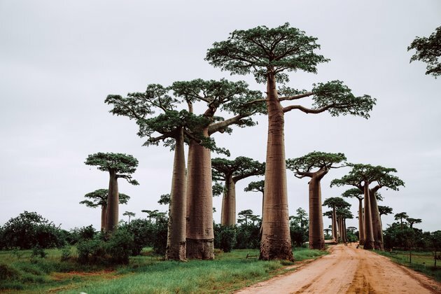 Plants are going extinct up to 350 times faster than the historical norm