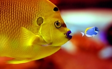 Fund-of-funds: Creatures great and small