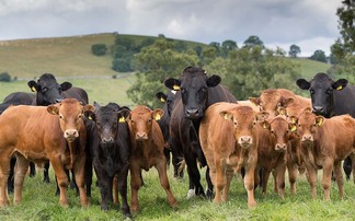 Threat of bluetongue next summer a priority for UK's Chief Vet 