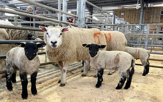  Auction mart sales round-up: More ewes and lambs forward and calf records set at Leyburn and Gisburn 