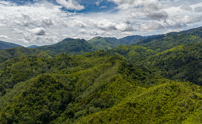 A rainforest in Indonesia | Credit: iStock