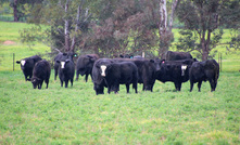   MLA has issued a bloat warning with improved seasonal conditions in southern Australia. Picture Pamela Lawson