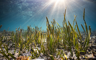 Government vows to introduce law for global High Seas Treaty 'by the end of the year'